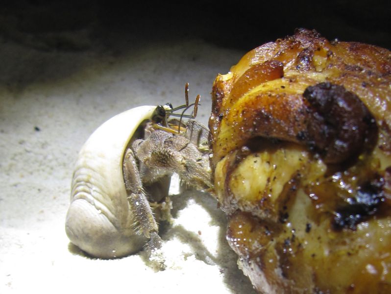 Einsiedlerkrebse m�gen gegrilltes H�hnchen! (Foto: Steffen)